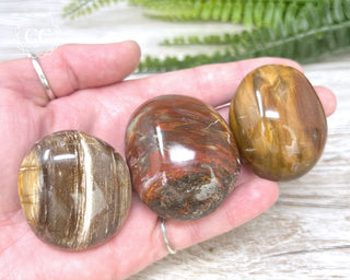 Petrified Wood Chunky Palm Stone