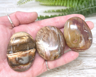 Petrified Wood Chunky Palm Stone