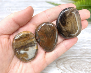 Petrified Wood Palm Stone