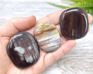 Petrified Wood Palm Stone