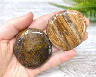 Petrified Wood Palm Stone