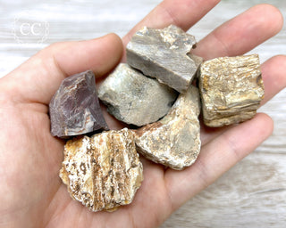 Petrified Wood Rough chunks in hand