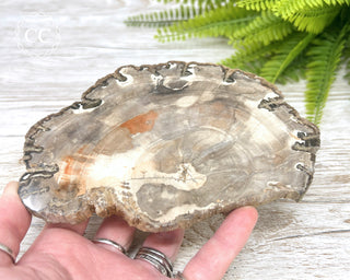 Petrified Wood Slice #2