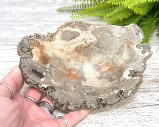 Petrified Wood Slice #2