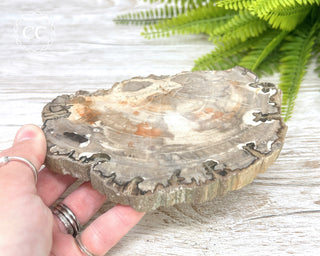 Petrified Wood Slice #2