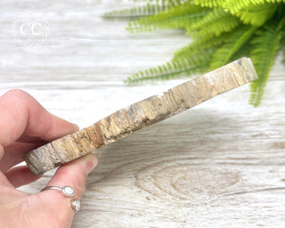 Petrified Wood Slice #2