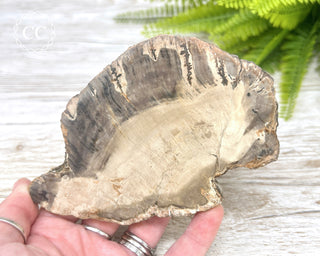 Petrified Wood Slice #4