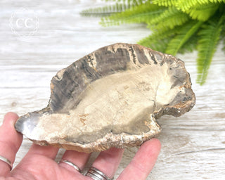 Petrified Wood Slice #4