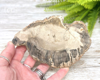 Petrified Wood Slice #4