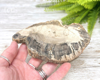 Petrified Wood Slice #4