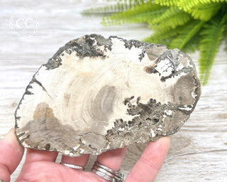Petrified Wood Slice #5
