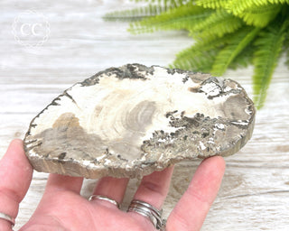 Petrified Wood Slice #5