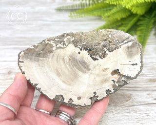 Petrified Wood Slice #5