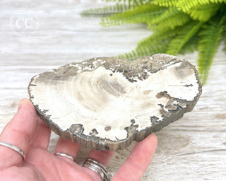 Petrified Wood Slice #5