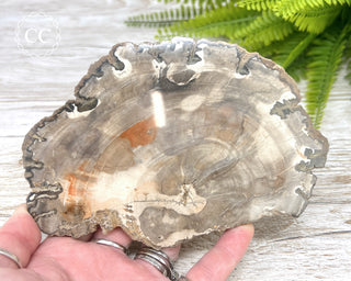 Petrified Wood Slice #2