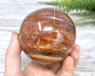 Petrified Wood Sphere #2