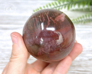 Petrified Wood Sphere #6