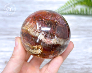 Petrified Wood Sphere #1