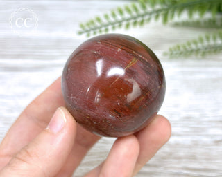 Petrified Wood Sphere #4