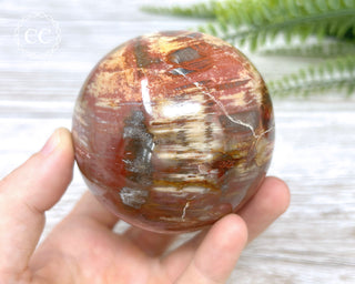 Petrified Wood Sphere #1