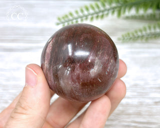 Petrified Wood Sphere #4