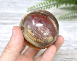 Petrified Wood Sphere #5