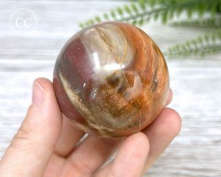 Petrified Wood Sphere #5