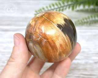 Petrified Wood Sphere #5