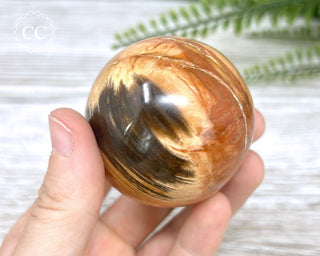 Petrified Wood Sphere #5