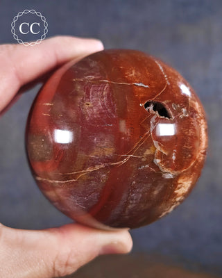 A hand holding a Petrified Wood Sphere from Madagascar