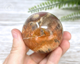 Petrified Wood Sphere #5