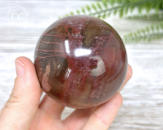 Petrified Wood Sphere #6