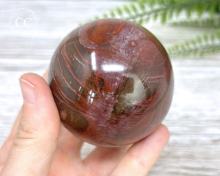 Petrified Wood Sphere #6