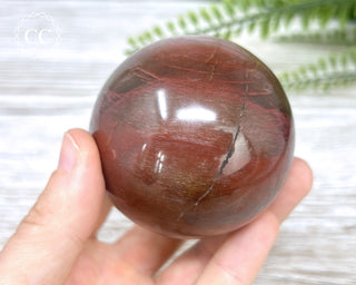 Petrified Wood Sphere #6