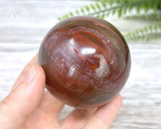 Petrified Wood Sphere #6