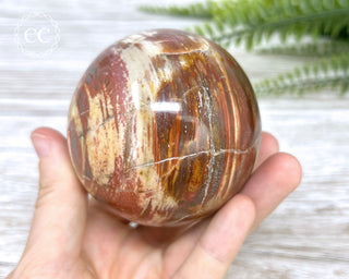 Petrified Wood Sphere #1