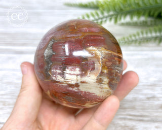 Petrified Wood Sphere #1