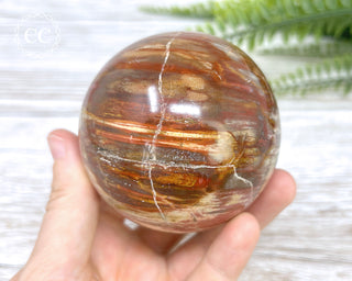 Petrified Wood Sphere #1