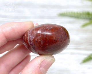 Petrified Wood Chunky Palm Stone #1