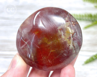 Petrified Wood Chunky Palm Stone #3