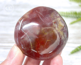 Petrified Wood Chunky Palm Stone #3