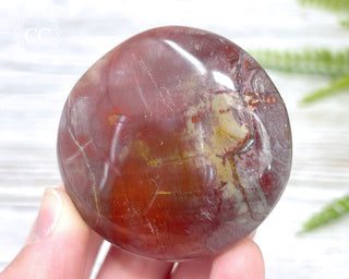 Petrified Wood Chunky Palm Stone #3