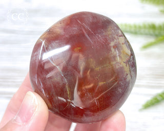 Petrified Wood Chunky Palm Stone #3