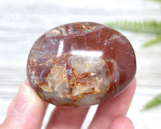 Petrified Wood Chunky Palm Stone #1