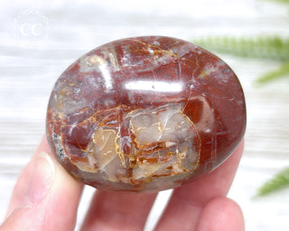 Petrified Wood Chunky Palm Stone #1