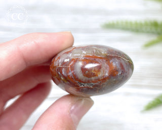 Petrified Wood Chunky Palm Stone #1