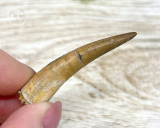 Plesiosaur Tooth #1