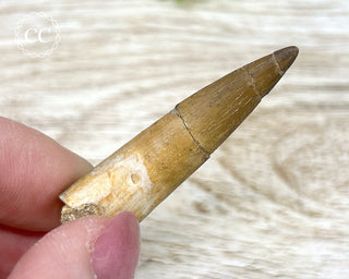 Plesiosaur Tooth #1