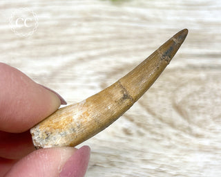 Plesiosaur Tooth #1