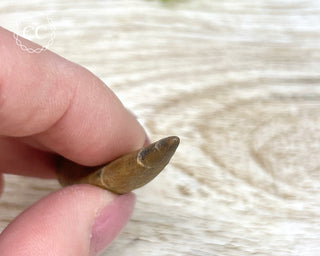 Plesiosaur Tooth #1